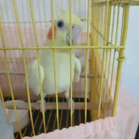 عروس هلندی ماده تخم گذار