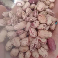 لوبیا چیتی ارگانیک