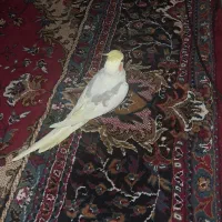 عروس هلندی