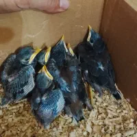 جوجه مینا