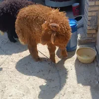گوسفند