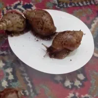 حلزون کلاژن ساز پوست