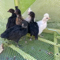 جوجه رسمی ۱ ماهه