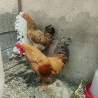 فروش یک جفت برهما