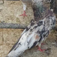 سرور آجیلی (معاوضه با دم سفید)