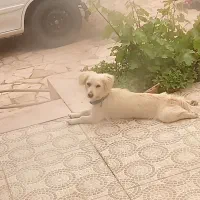 سگ شیتزو