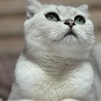 گربه|گربه|لاهیجان, لاشیدان|دیوار