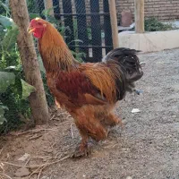 خروس برهما بیگ سایز رنگ گلد