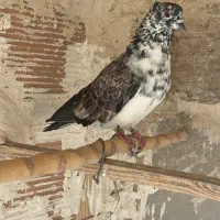 کفتر گرفتی کوه خوب
