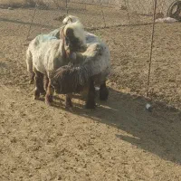 میش بختیاری