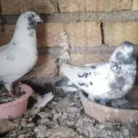 کفتر پرشی