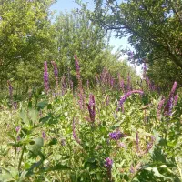 باغ بر جاده ، بالاتر از قزفخری ، کنار کانال آب
