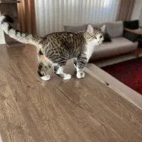 واگذاری گربه نر ۱۰ ماهه حمایتی