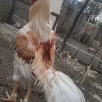 خروس لاری
