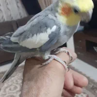 یک عدد کبوتر نر