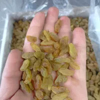 کشمش سبز امسالی ارگانیک بدون تیزاب درجه یک و دو و.