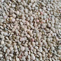 عدس بوجاری شده مغان امسال۱۵۰کیلو