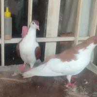 تعدادی‌کفتر‌رنگه‌جفتگاه