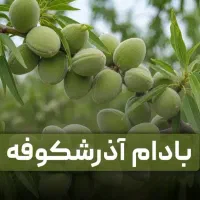 نــهال های اصلاح شده پربار پیوندی غیرپیوندی