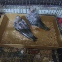 فروش جوجه های عروس
