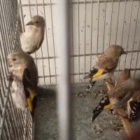 جوجه سره سهره کال و سیبیل زده