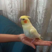 جوجه عروس هلندی زعفرونی