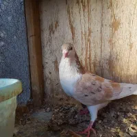 کبوتر