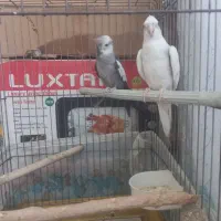 جفت عروس با دوتا جوجه نر ۴ ماه