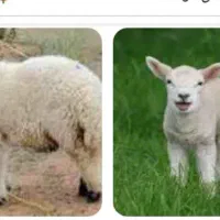 چوپان با بالاترین حقوق