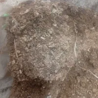 کود کبوتر