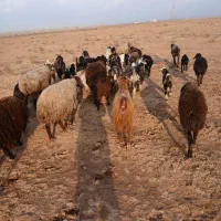 گوسفندزنده موجوداست