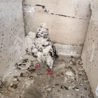 کفتر ۴عدد فوری