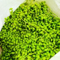 غوره عسگری گلمکان