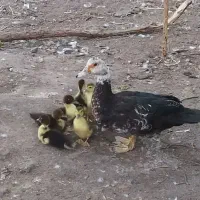 فروش ۸ عدد جوجه اردک اسرائیلی با مادر