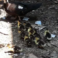 جوجه اردک ۷روزه  اسراییلی