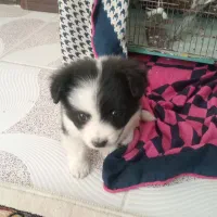 حیوانات خانگی