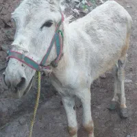 الاغ