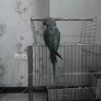 کینگ شاه طوطی
