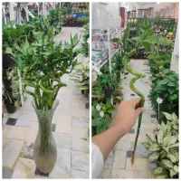 بامبو پیچ گل بامبو شیشه بامبو دیفن آگلونما پتوس