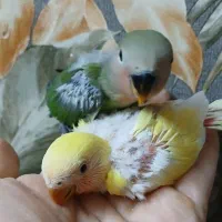 جوجه طوطی کوتوله برزیلی