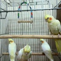 عروس هلندی دستی