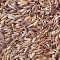 شلتوک ، لوبیا عربی