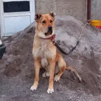 واگذاری سگ اصل سرابی