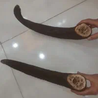 شاخ قوچ