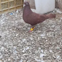 کبوتر