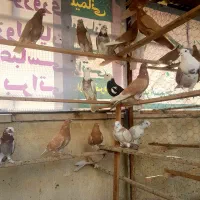 کفتر یا کبوتر