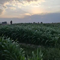 ذرت علوفه تازه