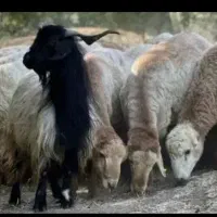 گوسفندزنده بره نرینه درجه یک قلم آبی کمرپرکم چربی