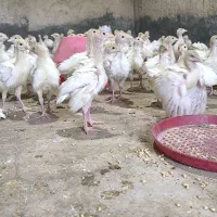 جوجه بوقلمون بیوتی سفید نژاد گوشتی