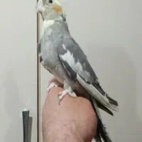 معاوضه عروس هلندی ماده بالغ با نردستی